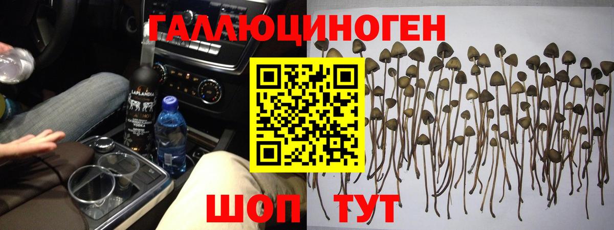 Галлюциногенные грибы MAGIC MUSHROOMS  Вход с VPN  Дивногорск 